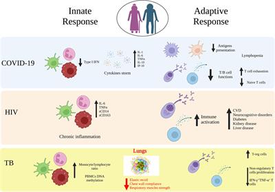 Impact of aging on immunity in the context of COVID-19, HIV, and tuberculosis